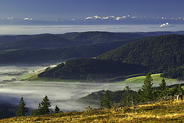 Bernese Alps from the Black Forest, Baden-Wuerttemberg, Germany, Europe