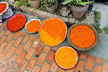 Saffron flowers drying in the open air, Luang Prabang, Laos, Southeast Asia