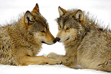 Two young wolfes at play in snow (canis lupus occidentalis)