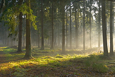 Sunlight and shadows in a forest