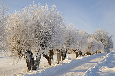 Willow trees with white frost, typical south-Swedish tree-lined road, TÃƒâ€šnebro, SkÃƒâ€šne, Sweden, Europe