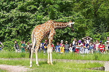 Reticulated giraffe ( Giraffa camelopardalis reticulata ) in Hellabrunn zoo - Munich - Bavaria