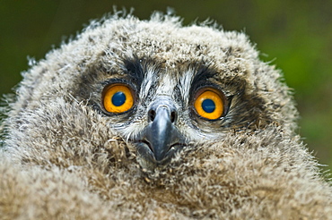 Eurasian Eagle Owl (Bubo bubo), portrait