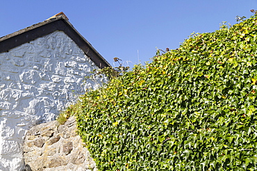 Overgrown stone wall at Cape Cornwall, Cornwall, England, United Kingdom, Europe