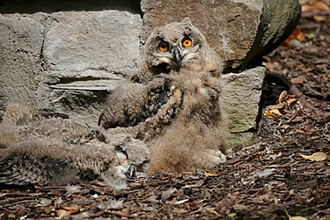 Camoflaged Eurasian Eagle Owl (Bubo bubo)