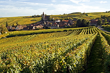 Hunawihr vineyard, Alsace Wine Route, France, Europe