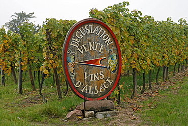 Riquewihr vineyard, Alsace Wine Route, France, Europe