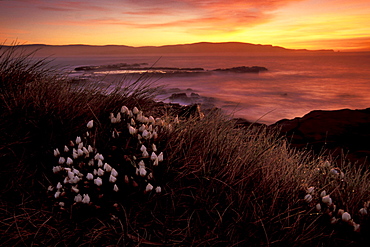 Morning mood in the Catlins, Curio Bay, Catlins, Otago, South Island, New Zealand