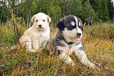 Alaskan Husky puppies, Norway, Europe