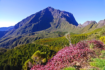 View of Mt. Piton de Neige in the Salazie volcano crater, blooming heather at front, La Reunion island, Indian Ocean