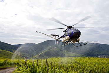 A helicopter spraying wine along the Moselle River with an agent against fungal infestation in places difficult to access in the vineyards, Rhineland-Palatinate, Germany, Europe