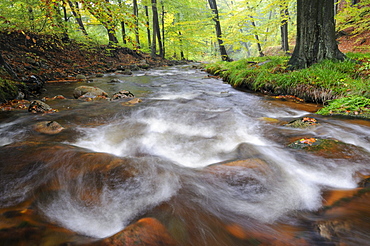 Ilse River in autumn, Harz mountain range, Saxony-Anhalt, Germany, Europe