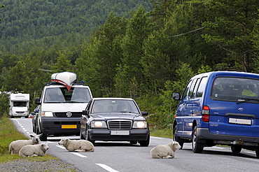 Sheep lying on a country road in Norway, Scandinavia, Europe