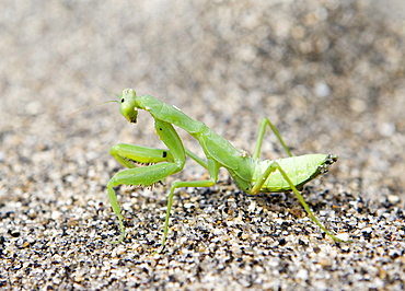 Praying Mantis (Mantis religiosa) on beach sand, Lombok Island, Lesser Sunda Islands, Indonesia