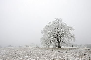 Tree with hoarfrost in winter, Harz mountain range, Saxony-Anhalt, Germany, Europe