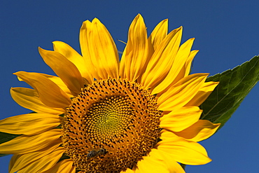 Sunflower (Helianthus annuus)