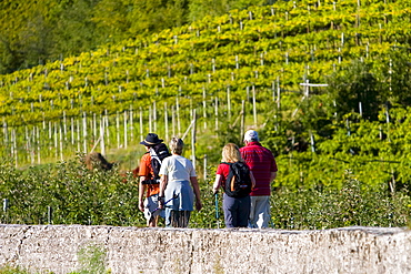 Hikers, vineyard, Kaltern, province of Bolzano-Bozen, Italy, Europe