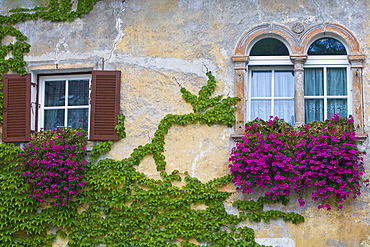 Climbers on a house wall, Kaltern an der Weinstrasse, South Tyrol, Italy, Europe