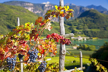 Red wine grapes on Lake Kaltern or Kalterer See, South Tyrol, Italy, Europe