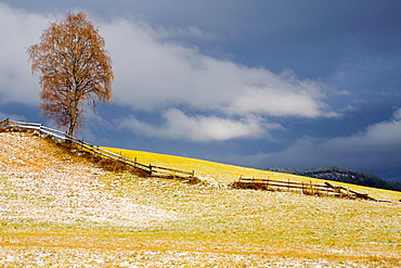 Morning frost on a meadow, South Tyrol, Italy, Europe