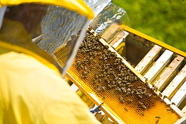 Beekeeper at work