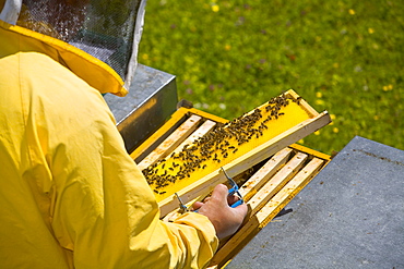 Beekeeper at work