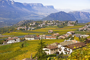 Vineyards, autum colours in Tramin, South Tyrol, Italy, Europe