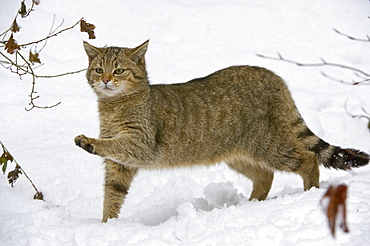 Wild Cat (Felis silvestris) in the snow, Bavarian Forest National Park, enclosed area, Neuschoenau, Bavaria, Germany, Europe