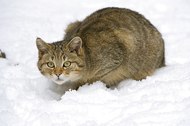 Wild Cat (Felis silvestris) in the snow, Bavarian Forest National Park, enclosed area, Neuschoenau, Bavaria, Germany, Europe