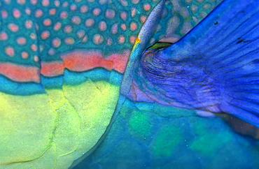 Fin of a Bicolour Parrotfish (Cetoscarus bicolor)