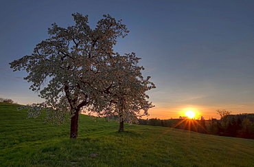 Cherry trees in bloom at sunrise, St. Ruprecht, Styria, Austria, Europe