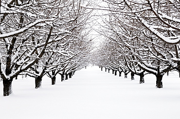 Cherry orchard in winter, Oberruesselbach, Middle Franconia, Bavaria, Germany, Europe