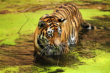 Siberian Tiger (Panthera tigris altaica), standing in a moat, Tiergarten Nuernberg, Nuremburg Zoo, Nuremburg, Middle Franconia, Bavaria, Germany, Europe