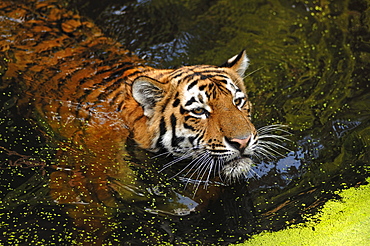 Siberian Tiger (Panthera tigris altaica), swimming in a moat, Tiergarten Nuernberg, Nuremburg Zoo, Nuremburg, Middle Franconia, Bavaria, Germany, Europe