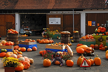 Different types of pumpkin (Cucurbita), and gourds (Cucurbita pepo), decorated for sale on a farm, Dormitz, Upper Franconia, Bavaria, Germany, Europe