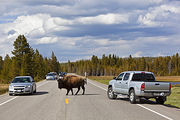 Cars and American Bison or American Buffalo (Bison bison) on the road, Yellowstone National Park, Wyoming, Idaho, Montana, America, United States