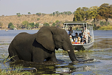 Tourists watching an African Bush Elephant (Loxodonta africana) from a boat, Chobe River, Botswana, Africa