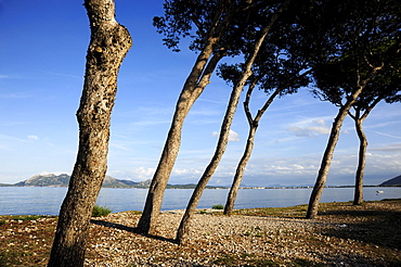 Conifer trees in the bay of Puerto de Pollensa, Port de Pollenca, Mallorca, Majorca, Balearic Islands, Mediterranean Sea, Spain, Europe