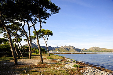 Conifer trees in the bay of Puerto de Pollensa, Port de Pollenca, Mallorca, Majorca, Balearic Islands, Mediterranean Sea, Spain, Europe