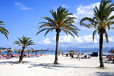 Beach and palm trees at the seaside resort Puerto de Alcudia, Port d' Alcudia, Majorca, Balearic Islands, Mediterranean Sea, Spain, Europe