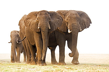 African Bush Elephants (Loxodonta africana), Chobe River, Chobe National Park, Botswana, Africa