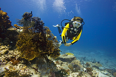 Girl scuba diving behind a Gorgonian, Sea Whip or Sea Fan (Gorgonacea), Indonesia, Southeast Asia