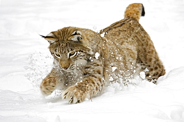 Eurasian Lynx (Lynx lynx) in deep snow, Bavaria, Germany, Europe