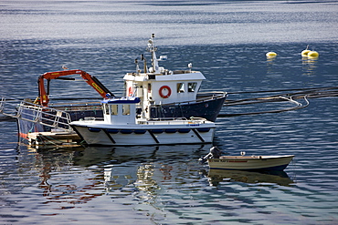 Salmon farming, Raftsundet, island of AustvÃ‚goya, Lofoten, Norway, Scandinavia, Europe