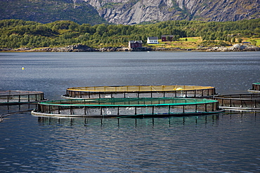 Salmon farming, Raftsundet, island of AustvÃ‚goya, Lofoten, Norway, Scandinavia, Europe