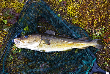 Atlantic Cod (Gadus morhua) in a net, island of AustvÃ‚goya, Lofoten, Norway, Scandinavia, Europe