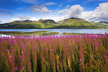 Willow herb, Risoysundet, island of Hinnoya Iinnasuolu, Vesteralen, Norway, Scandinavia, Europe