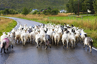 Herd of goats on the road, Lofoten, Norway, Scandinavia, Europe