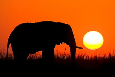 An African Bush Elephant (Loxodonta africana) during sunset at the Chobe River, Chobe Nationalpark, Botswana, Africa