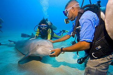 Tame Bottlenose Dolphin (Tursiops truncatus) and scuba divers on the ocean floor, tourist attraction, Roatan, Honduras, Caribbean